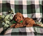 Small Photo #4 Poodle (Toy) Puppy For Sale in LINCOLN UNIVERSITY, PA, USA