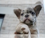 Puppy Striker French Bulldog