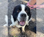 Small #3 Great Pyrenees-Saint Bernard Mix