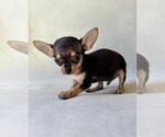 Small #15 Chihuahua
