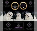 Small Photo #28 Maltese Puppy For Sale in WARSAW, IN, USA