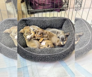 Dachshund Puppy for sale in MCCLEARY, WA, USA
