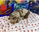 Small #16 Dachshund
