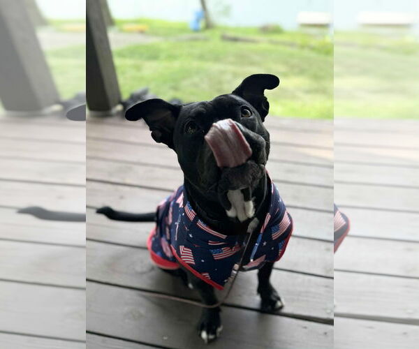 Medium Photo #8 Bulldog-Unknown Mix Puppy For Sale in Germantown, OH, USA