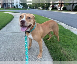 American Pit Bull Terrier Dogs for adoption in Charlotte, NC, USA