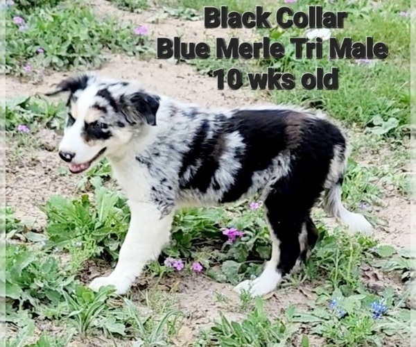 Medium Photo #9 Border Collie Puppy For Sale in ELMENDORF, TX, USA