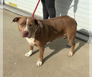 Staffordshire Bull Terrier Dogs for adoption in Louisville, KY, USA