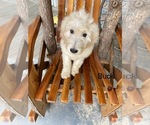 Puppy Puppy 2buck Goldendoodle