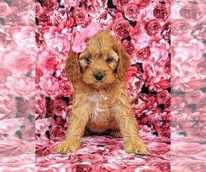 Cock-A-Poo Puppy for sale in NOTTINGHAM, PA, USA