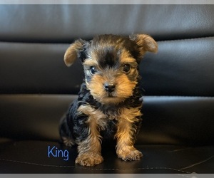 Yorkshire Terrier Puppy for sale in JEFFERSON, TX, USA