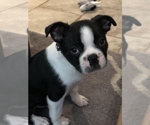 Boston Terrier Puppy for sale in MERRICK, NY, USA