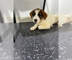 Small #7 Great Pyrenees Mix