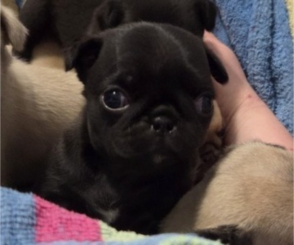Medium Photo #15 Pug Puppy For Sale in HILLSDALE, MI, USA