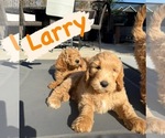 Image preview for Ad Listing. Nickname: Larry