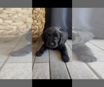 Small #7 Miniature Labradoodle
