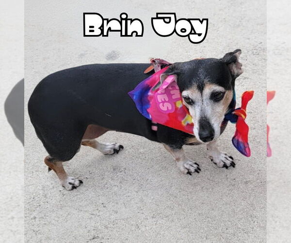 Medium Photo #10 Dachshund Puppy For Sale in San Antonio, TX, USA