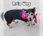 Small #9 Dachshund