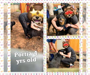 Rottweiler Dogs for adoption in Hillsboro, NH, USA