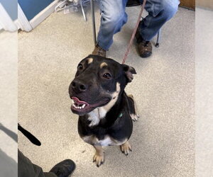 German Shepherd Dog Dogs for adoption in Alameda, CA, USA