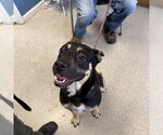 BART - Male German Shepherd Dog Dog for Adoption - Small photo