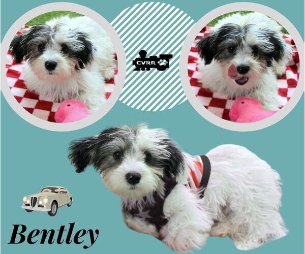 Medium Photo #1 Havanese-Unknown Mix Puppy For Sale in Lindsay, CA, USA