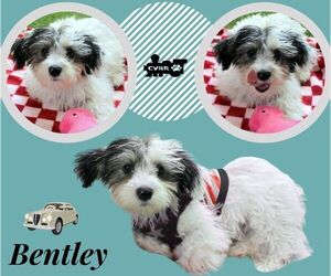 Havanese-Unknown Mix Dogs for adoption in Lindsay, CA, USA