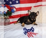 Small Photo #3 French Bulldog Puppy For Sale in MURRIETA, CA, USA