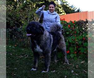 Father of the Caucasian Shepherd Dog puppies born on 08/22/2021