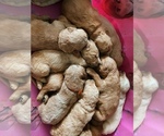 Small Photo #26 Goldendoodle Puppy For Sale in WOODLAND, AL, USA