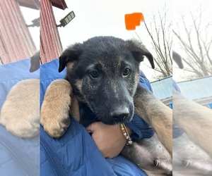 German Shepherd Dog Puppy for sale in WILMINGTON, IL, USA