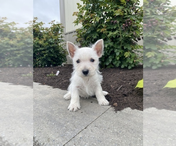Medium Photo #2 West Highland White Terrier Puppy For Sale in CANOGA, NY, USA
