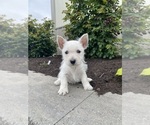 Small #1 West Highland White Terrier