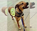 Small #10 Labrador Retriever Mix