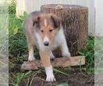 Small Collie