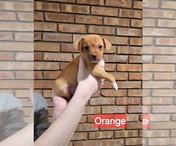 Medium Photo #1 Jack Chi Puppy For Sale in Aurora, IN, USA