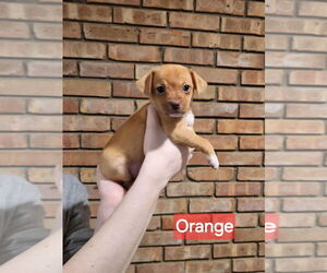 Jack Chi Dogs for adoption in Aurora, IN, USA