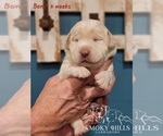 Small Photo #84 Labrador Retriever Puppy For Sale in POCAHONTAS, IL, USA