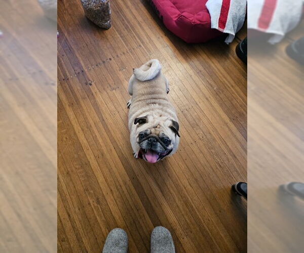 Medium Photo #2 Pug Puppy For Sale in Indianapolis, IN, USA