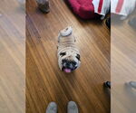 Small #1 Pug
