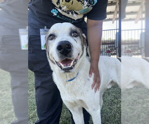 Labrador Retriever-Unknown Mix Dogs for adoption in Riverside, CA, USA