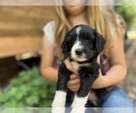 Small Photo #4 Aussiedoodle Miniature  Puppy For Sale in GUTHRIE, OK, USA