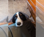 Small #6 English Springer Spaniel