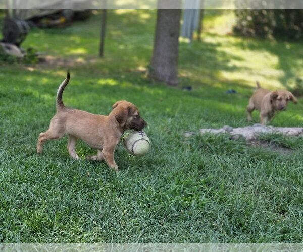 Medium Photo #2 Labrador Retriever Puppy For Sale in Brooklyn Center, MN, USA