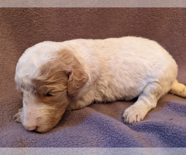 Medium Photo #5 Goldendoodle Puppy For Sale in TEMECULA, CA, USA