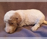 Small Photo #5 Goldendoodle Puppy For Sale in TEMECULA, CA, USA