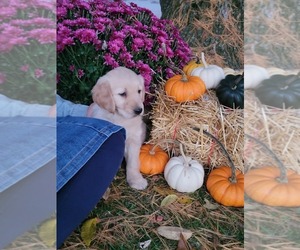 English Cream Golden Retriever Puppy for sale in MIDDLEFIELD, OH, USA