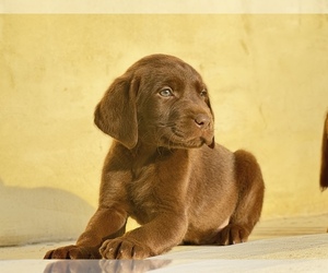 Labrador Retriever Puppy for sale in MORENO VALLEY, CA, USA