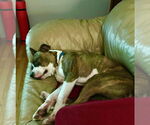 Small #11 American Pit Bull Terrier Mix