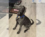 Small #1 Weimaraner Mix