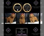 Puppy Glitter Multi g Goldendoodle (Miniature)